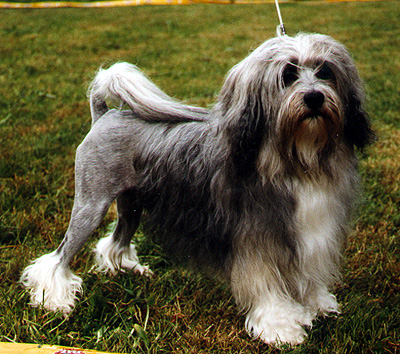 L&ouml;wchen - NordCh IntCh Hanovarian Sinner