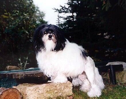 Little Lion Dog - L�wchen von Lighten