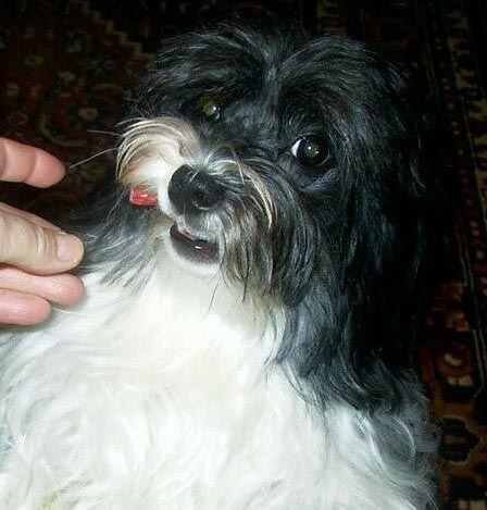 L�wchen von Lighten