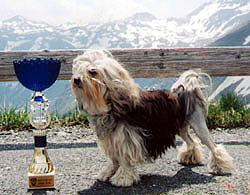 Little Lion Dog - NordCh IntCh WW96 FinW96 SwedW96 BS98 Bumir Boule De Neige