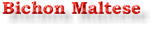 Bichon Maltese